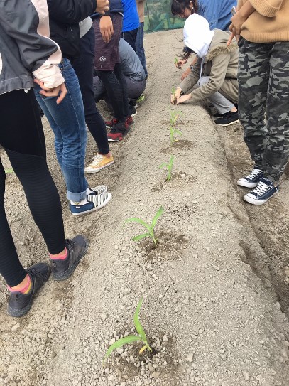 20181208葉菜類與玉米穴盤育苗，玉米與蘿蔔田間定植